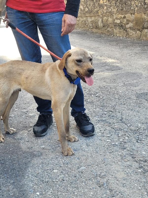 DINGO Foto 5